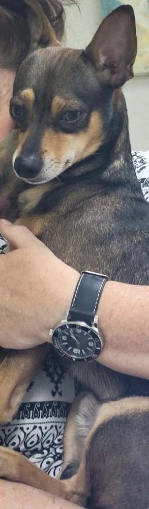 Enlarge Romeo, a Adopted Chihuahua in Dallas, TX image 5/6