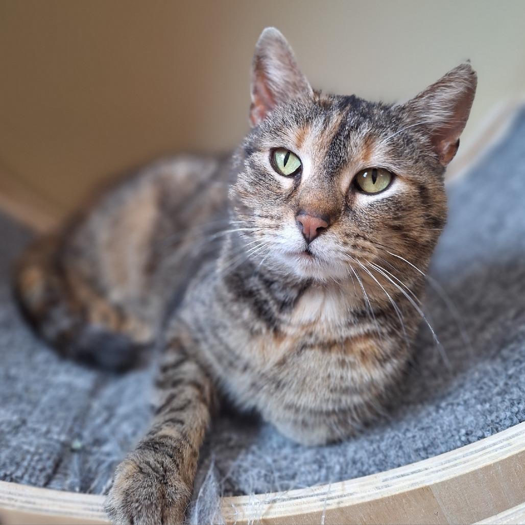 Enlarge Angela, a Adoptable Domestic Short Hair in Attica, NY image 1/2
