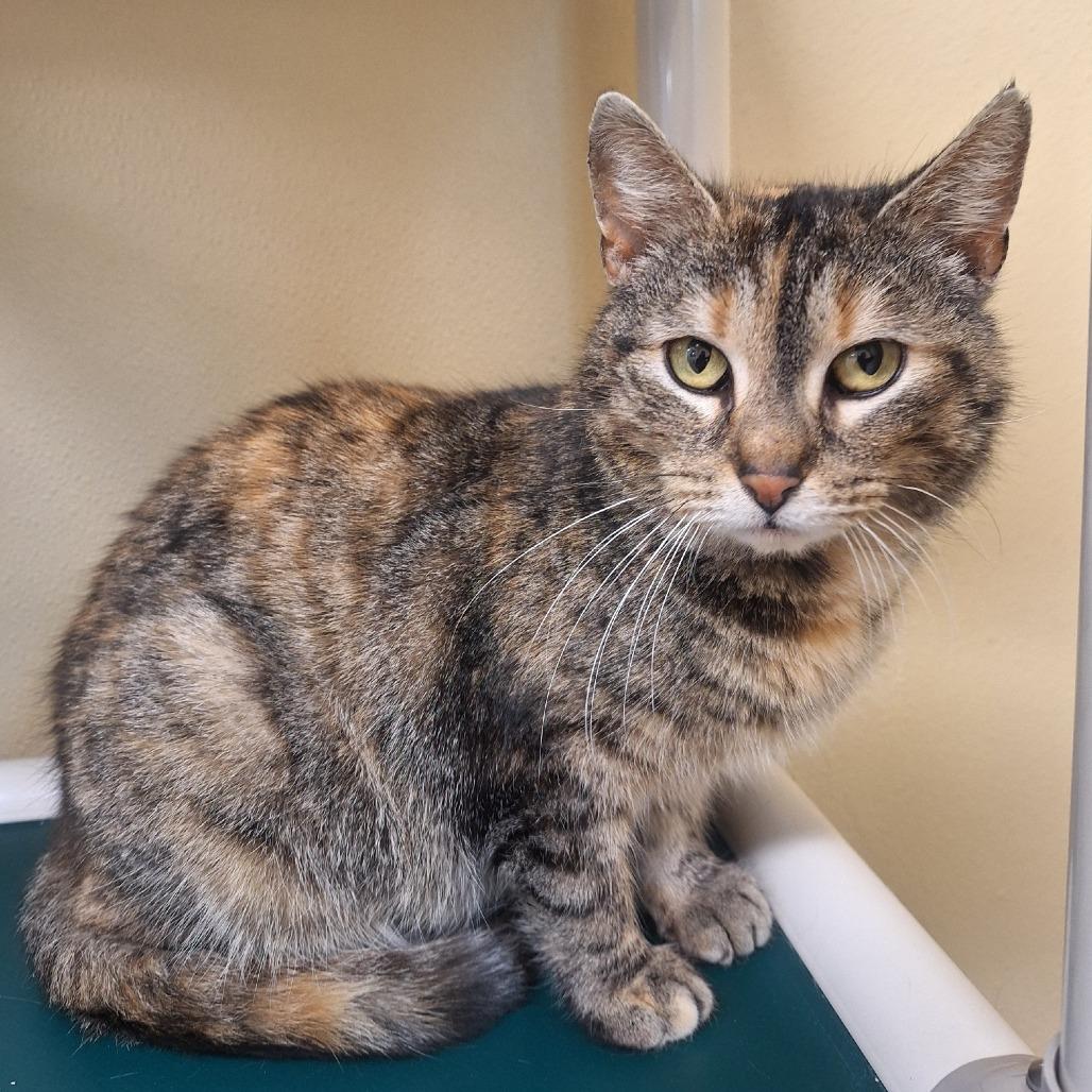 Enlarge Angela, a Adoptable Domestic Short Hair in Attica, NY image 2/2