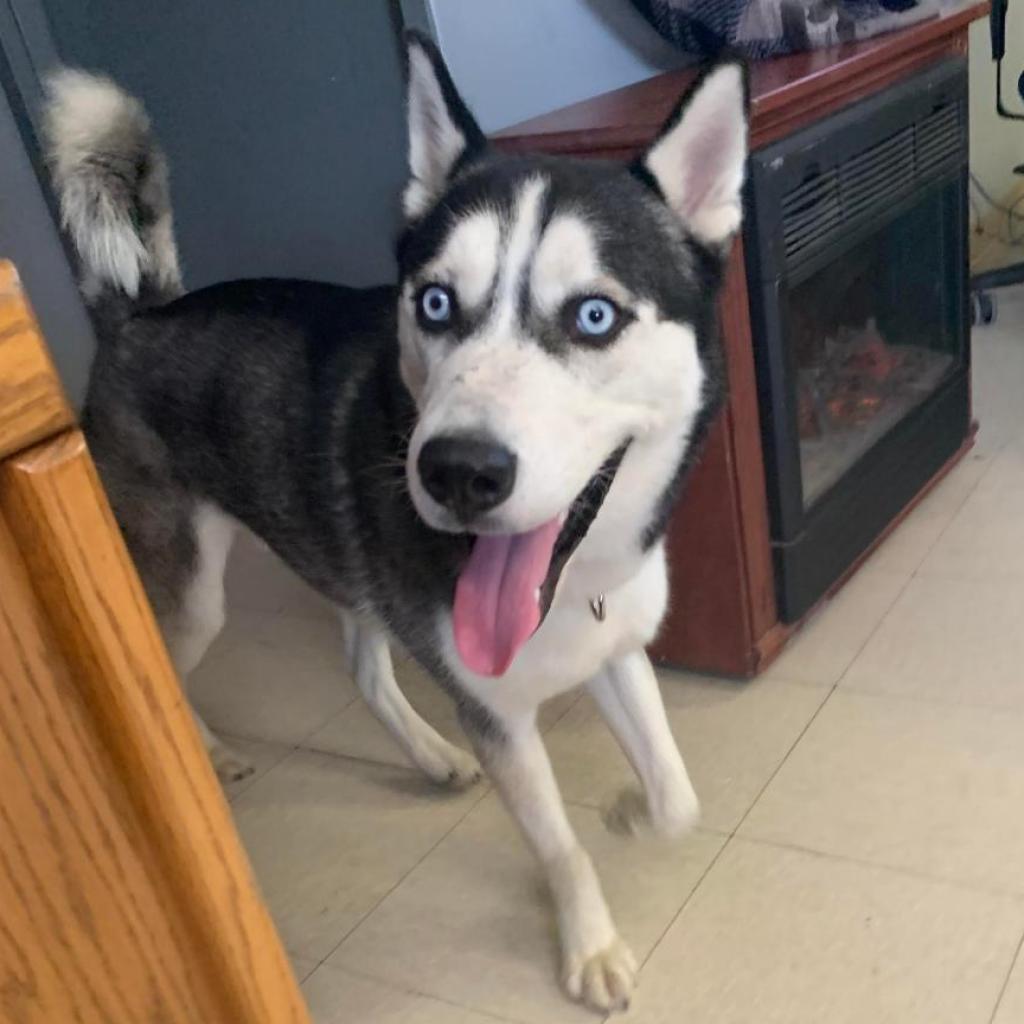 Keegan, Adoptable, Adult Male Siberian Husky.
