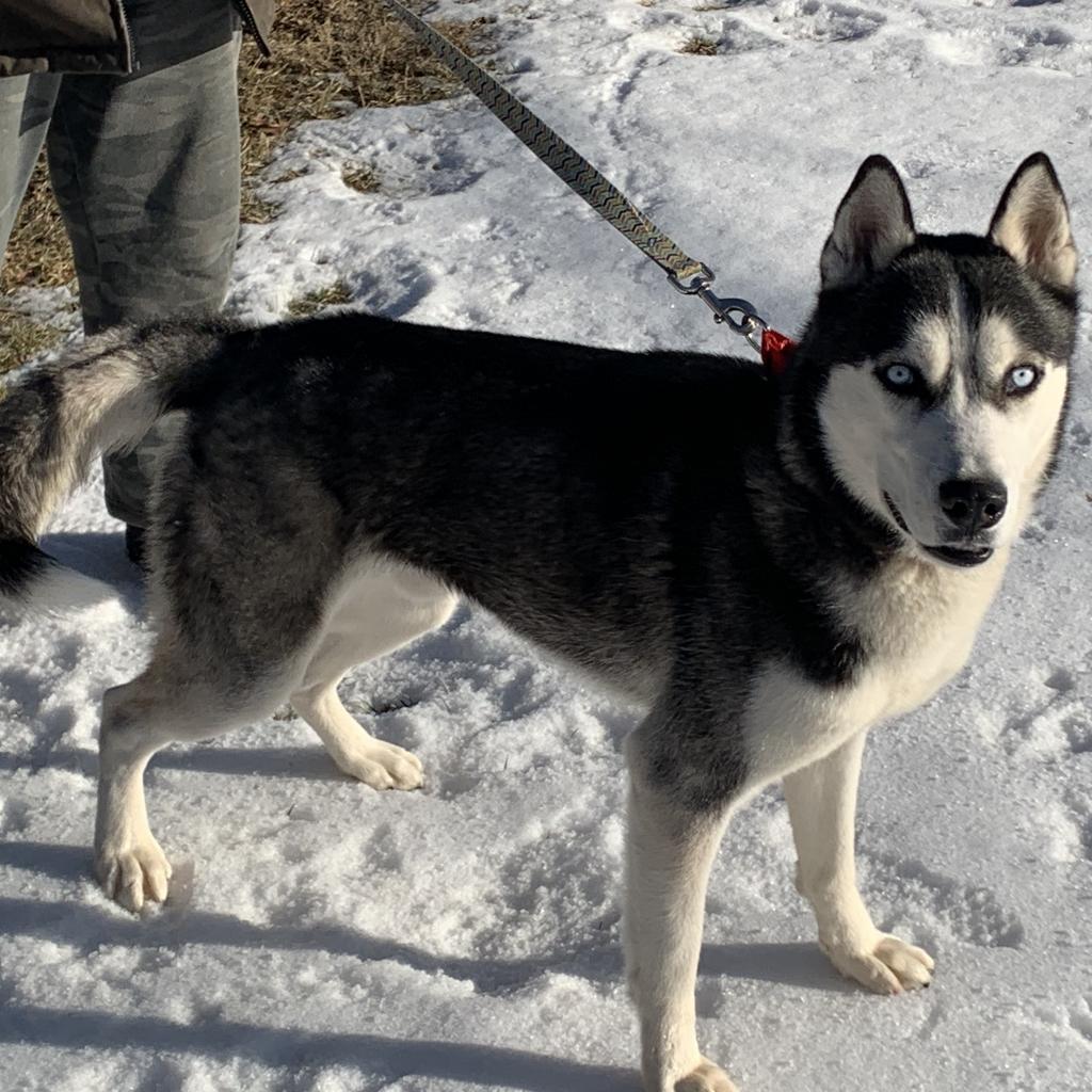 Keegan, a Adoptable Siberian Husky in Carol Stream, IL image 2/6