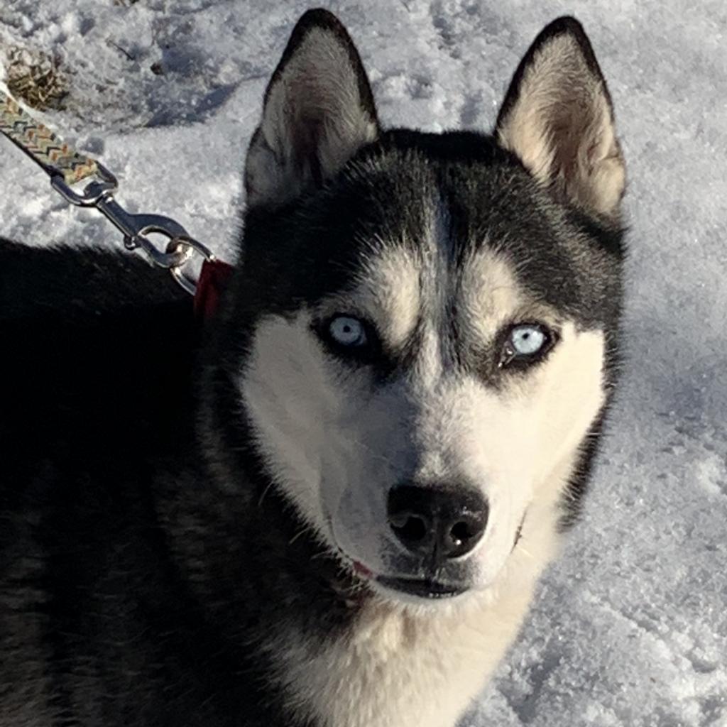 Keegan, a Adoptable Siberian Husky in Carol Stream, IL image 4/6