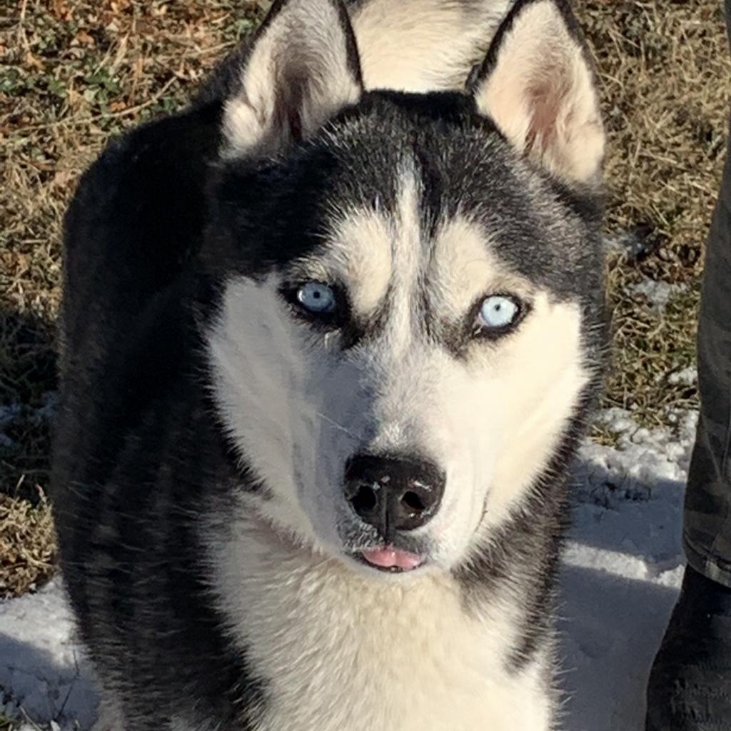 Keegan, a Adoptable Siberian Husky in Carol Stream, IL image 5/6