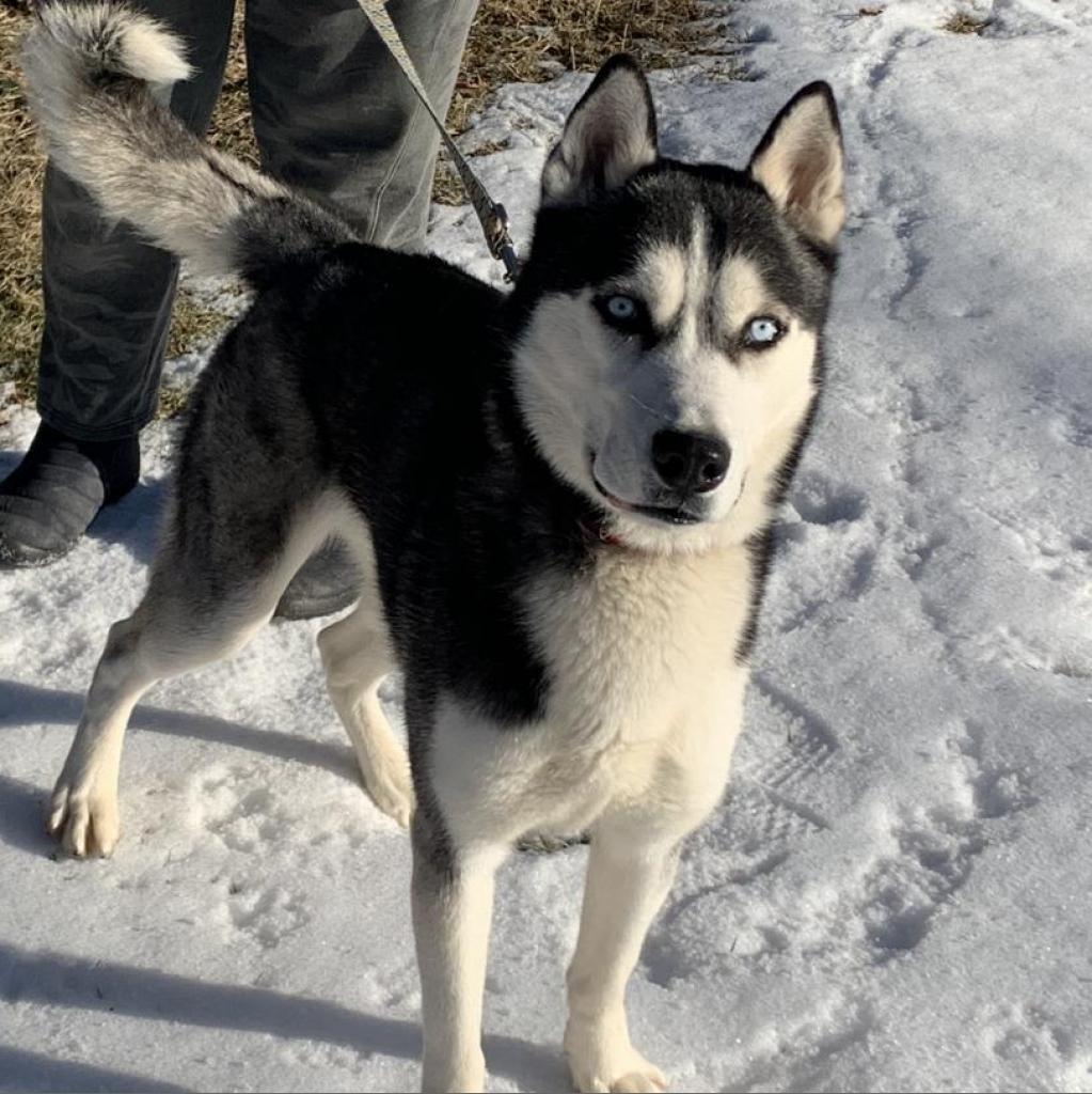 Keegan, a Adoptable Siberian Husky in Carol Stream, IL image 6/6