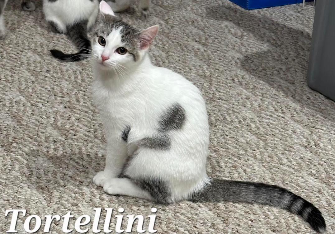 Tortellini, Adoptable, Kitten Female Domestic Short Hair.