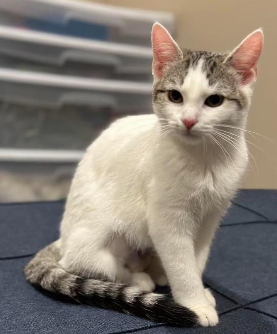 Enlarge Tortellini, a Adoptable Domestic Short Hair in Greenwood, IN image 3/3