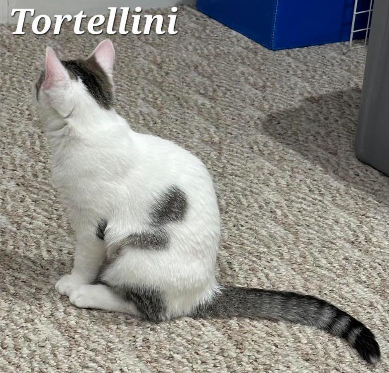 Enlarge Tortellini, a Adoptable Domestic Short Hair in Greenwood, IN image 2/3