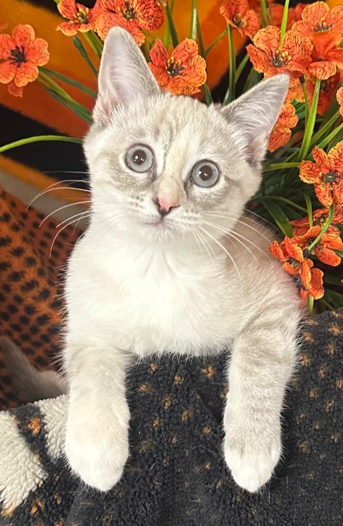 6/25/26 Baby Betty, Adopted, Kitten Female Domestic Short Hair.