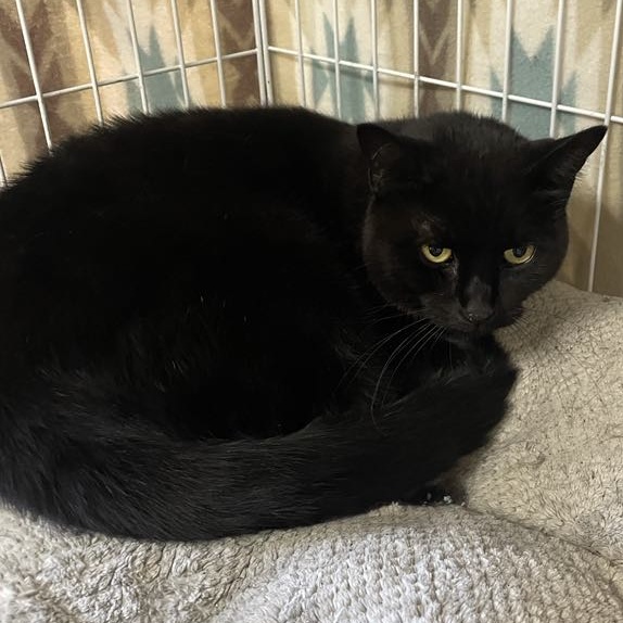 Blackie, Adult Male unknown
