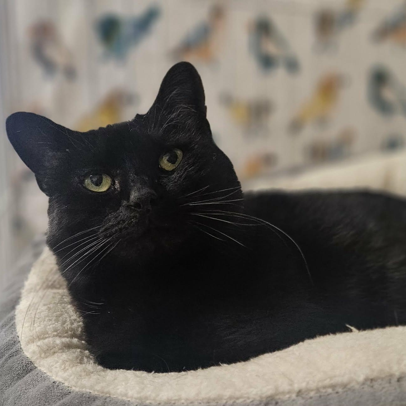 Enlarge Blackie, a Adoptable Domestic Short Hair in Wapakoneta, OH image 1/5