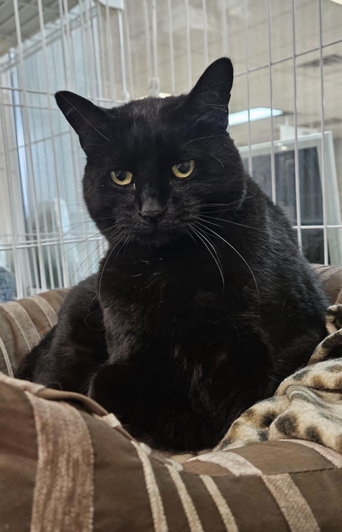 Blackie, Adoptable, Adult Male Domestic Short Hair.