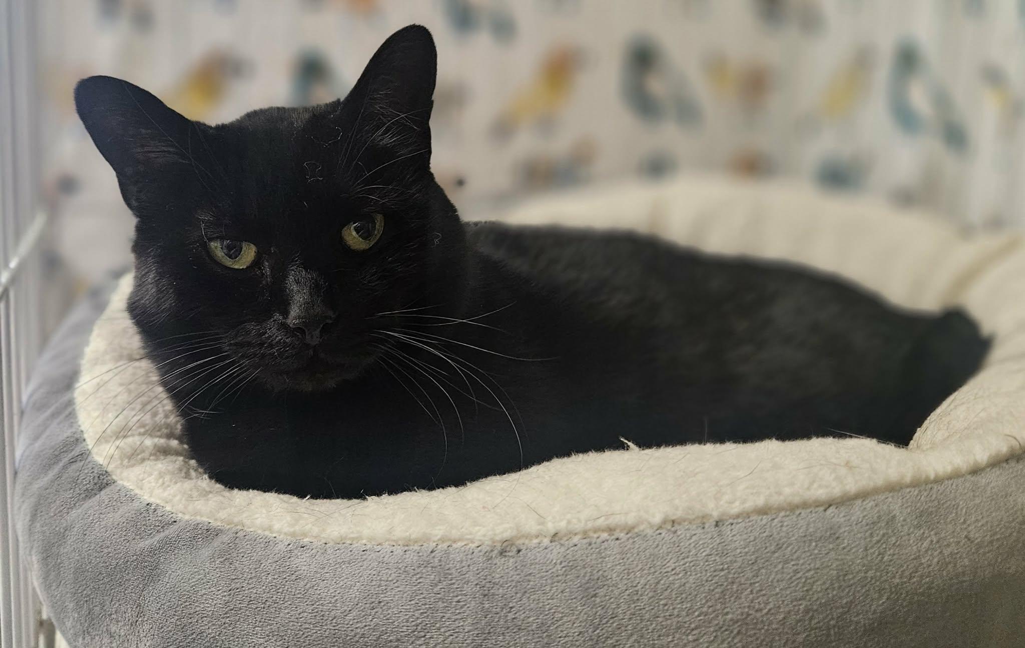 Enlarge Blackie, a Adoptable Domestic Short Hair in Wapakoneta, OH image 2/5