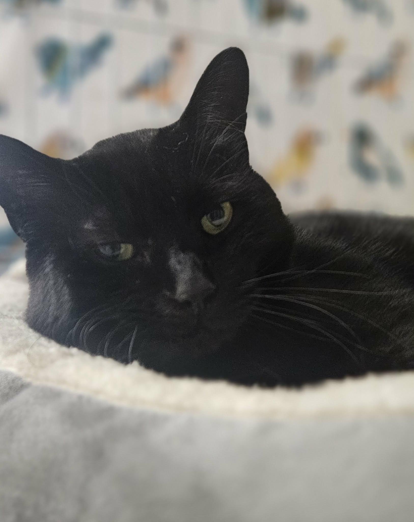 Enlarge Blackie, a Adoptable Domestic Short Hair in Wapakoneta, OH image 3/5
