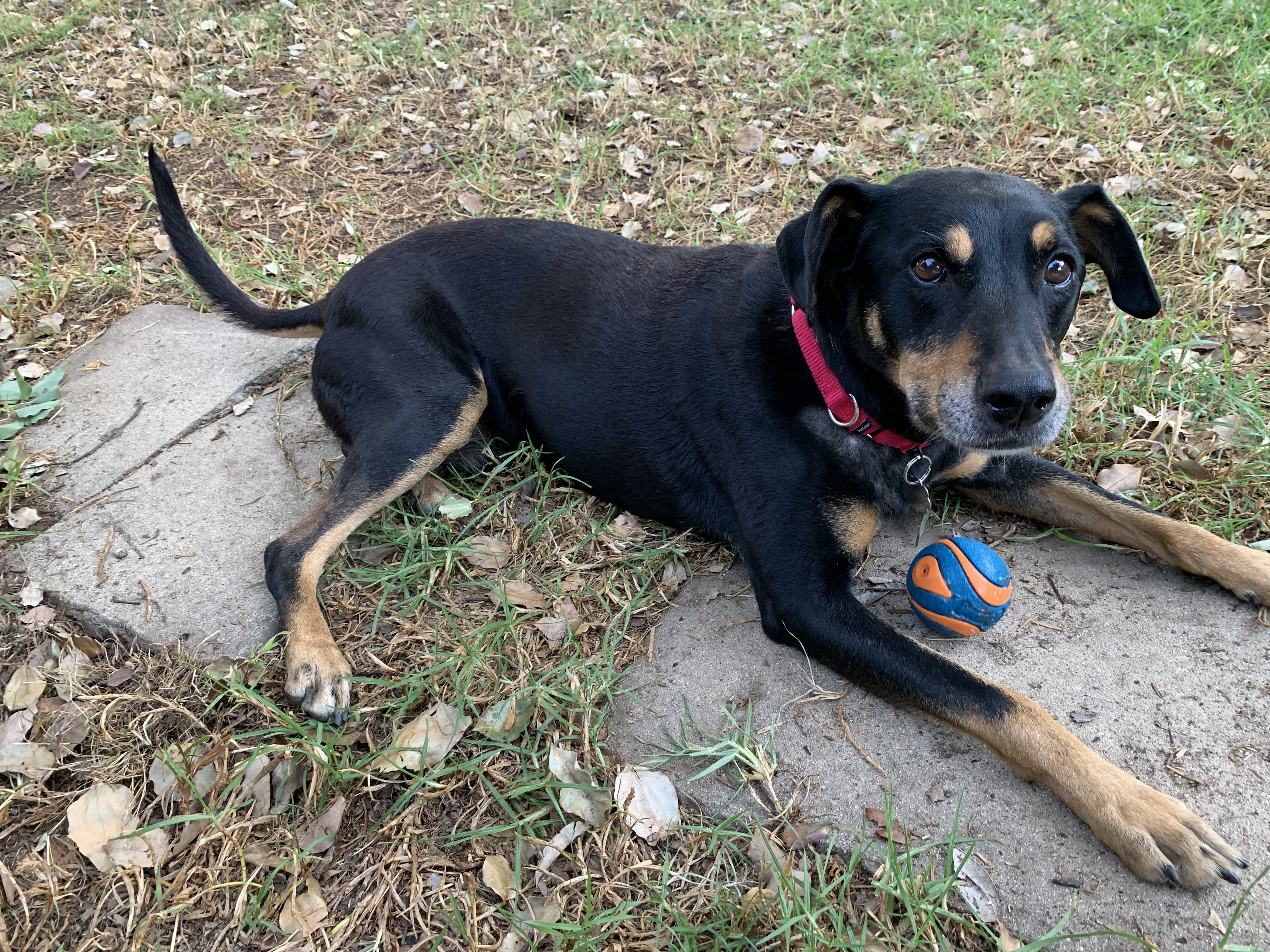 Rufus - Courtesy Post photo 2