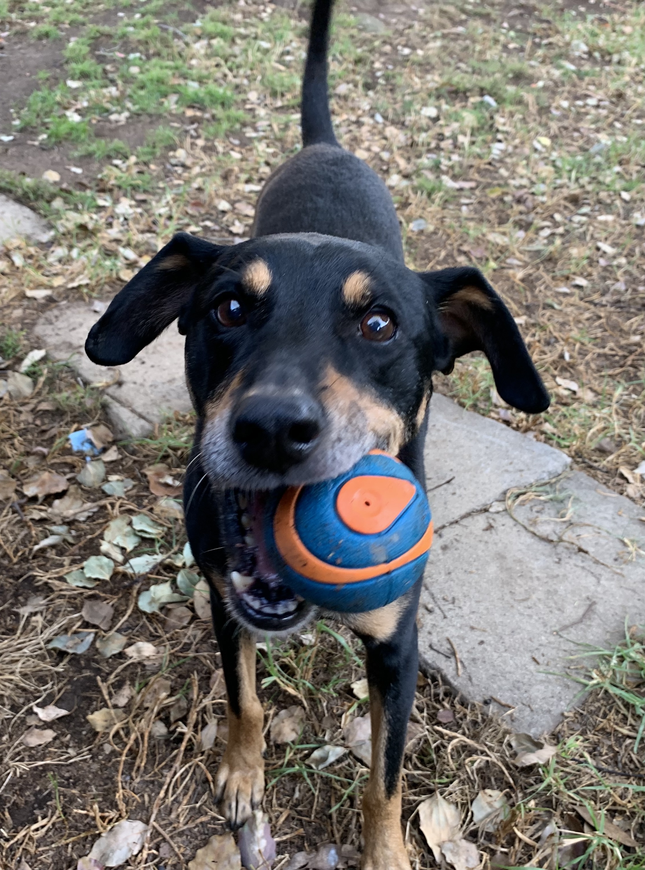 Rufus - Courtesy Post photo 1