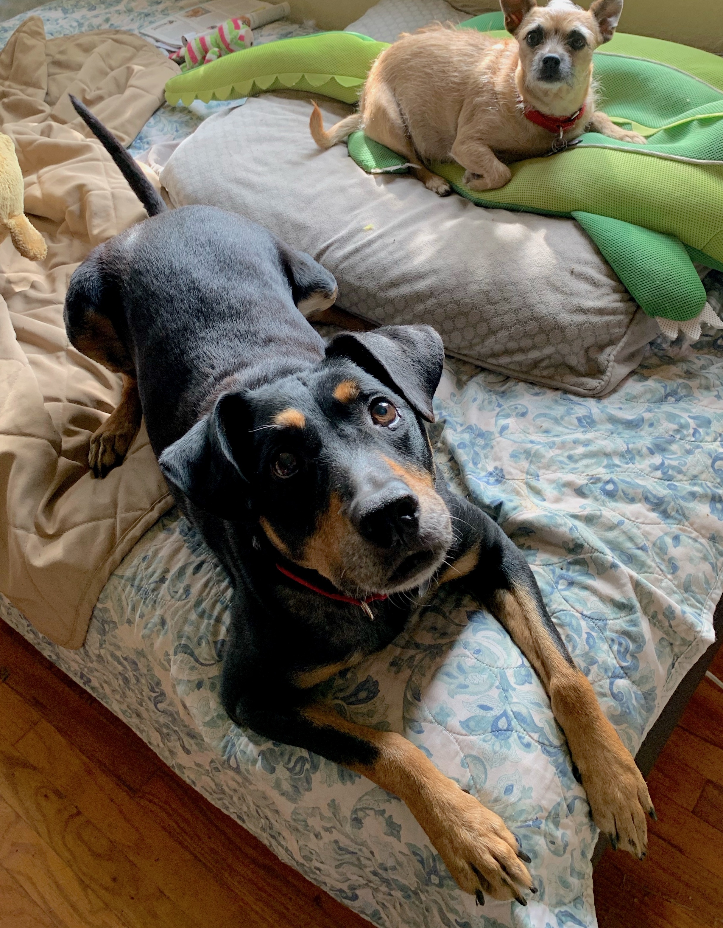 Rufus - Courtesy Post photo 3