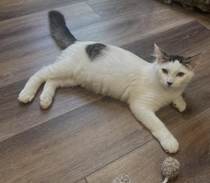 Enlarge Rico Suave (LR), an adopted American Shorthair in Schertz, TX image 2/2