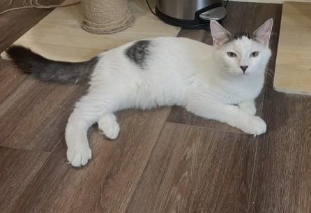 Rico Suave (LR), adopted, Kitten Male American Shorthair.