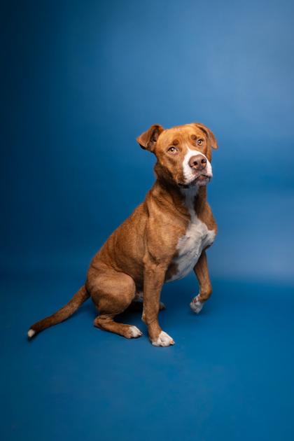 Jax, Adoptable, Adult Male Pit Bull Terrier & Australian Cattle Dog / Blue Heeler.