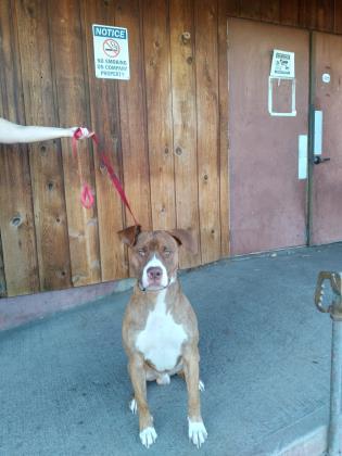 Jax, Adoptable, Adult Male Pit Bull Terrier & Australian Cattle Dog / Blue Heeler.