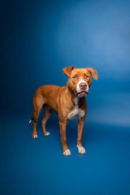 Enlarge Jax, a Adoptable mixed breed in Pendleton, OR image 1/3
