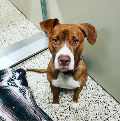 Jax, a Adoptable mixed breed in Pendleton, OR image 2/2