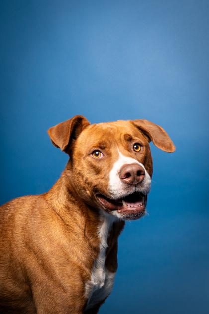 Enlarge Jax, a Adoptable mixed breed in Pendleton, OR image 2/3