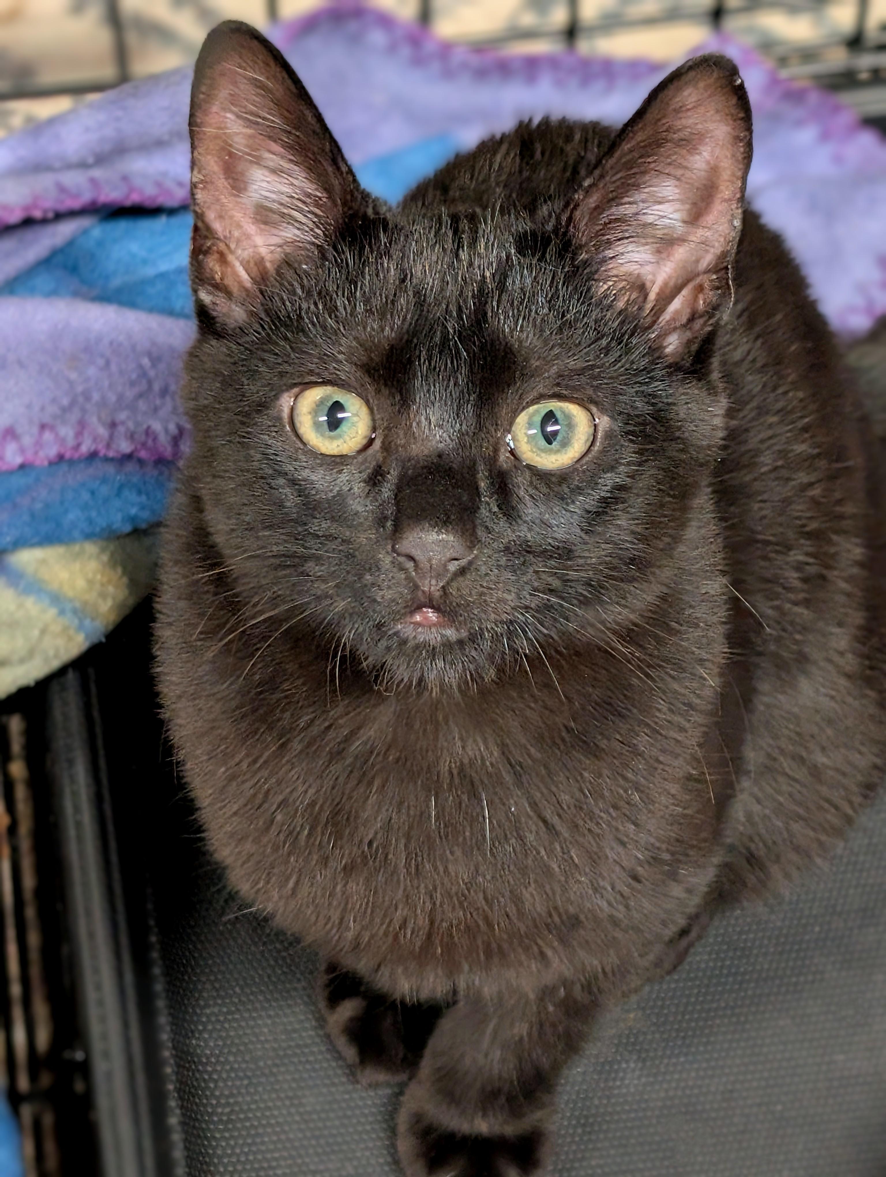 Jasper, Adoptable, Kitten Male American Shorthair.