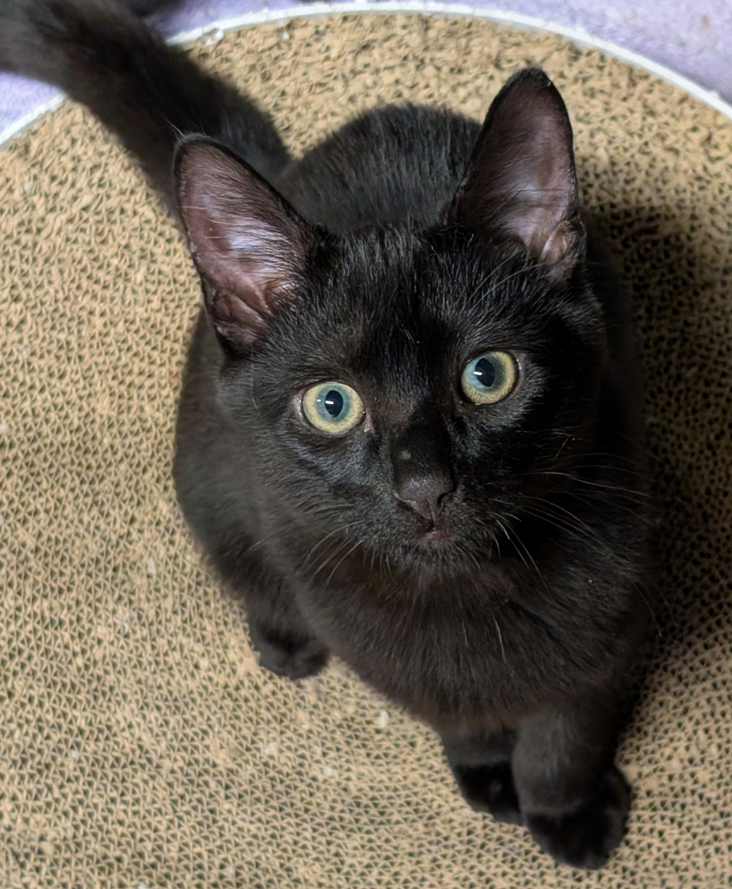 Enlarge Jasper, a Adoptable American Shorthair in San Diego, CA image 2/3