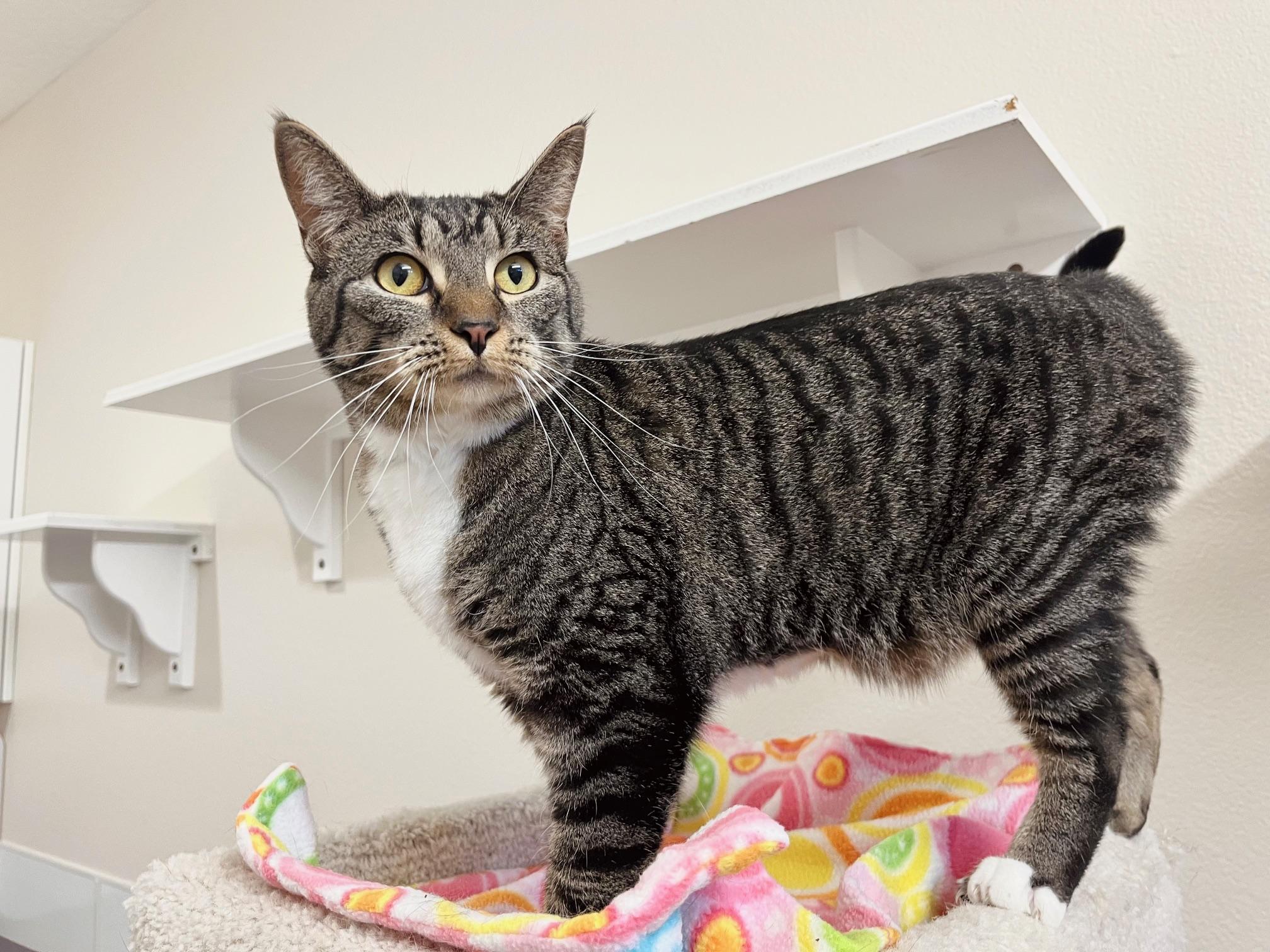 Lynx, a Adoptable Domestic Short Hair in Boise, ID image 3/3
