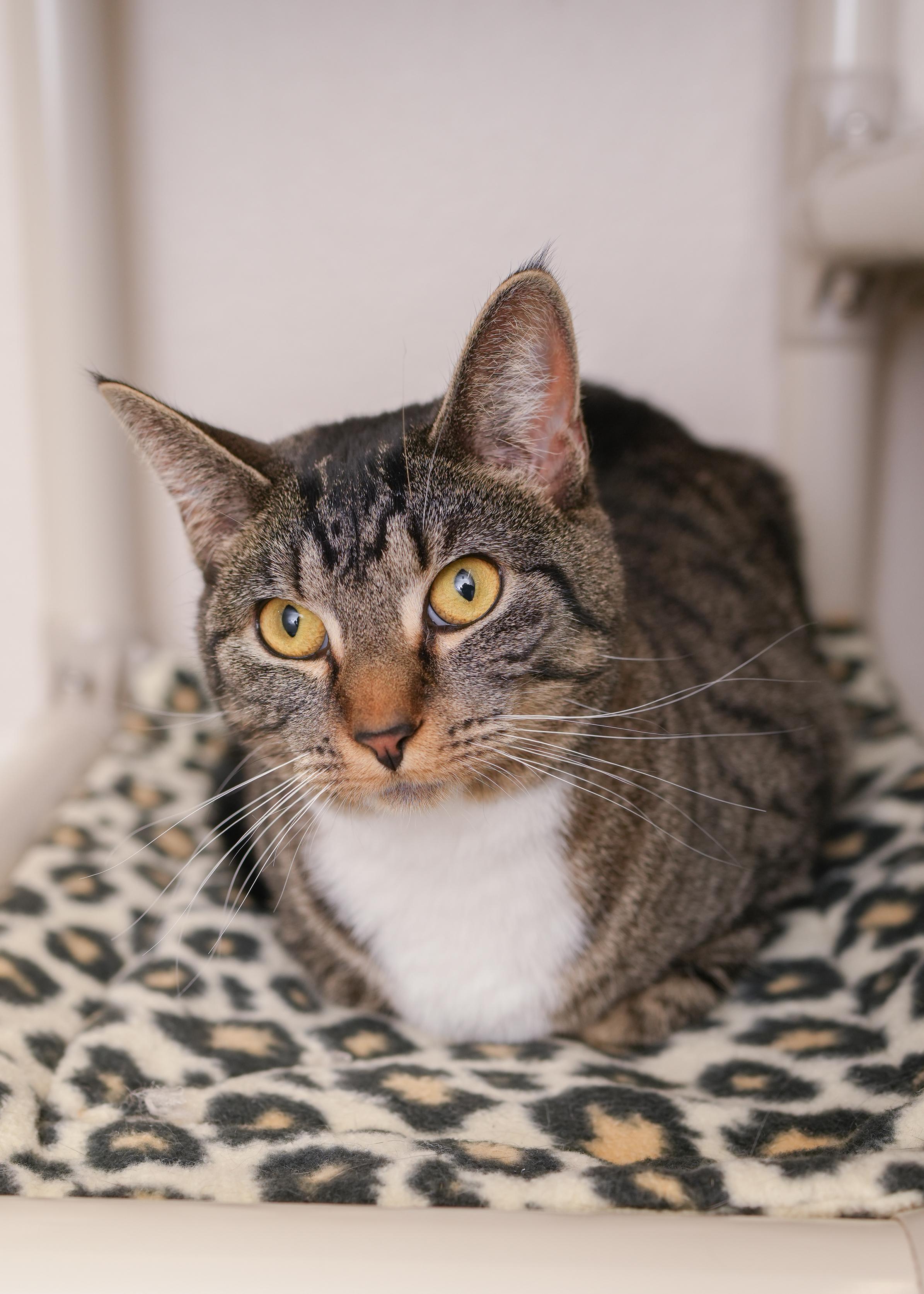 Lynx, a Adoptable Domestic Short Hair in Boise, ID image 2/3