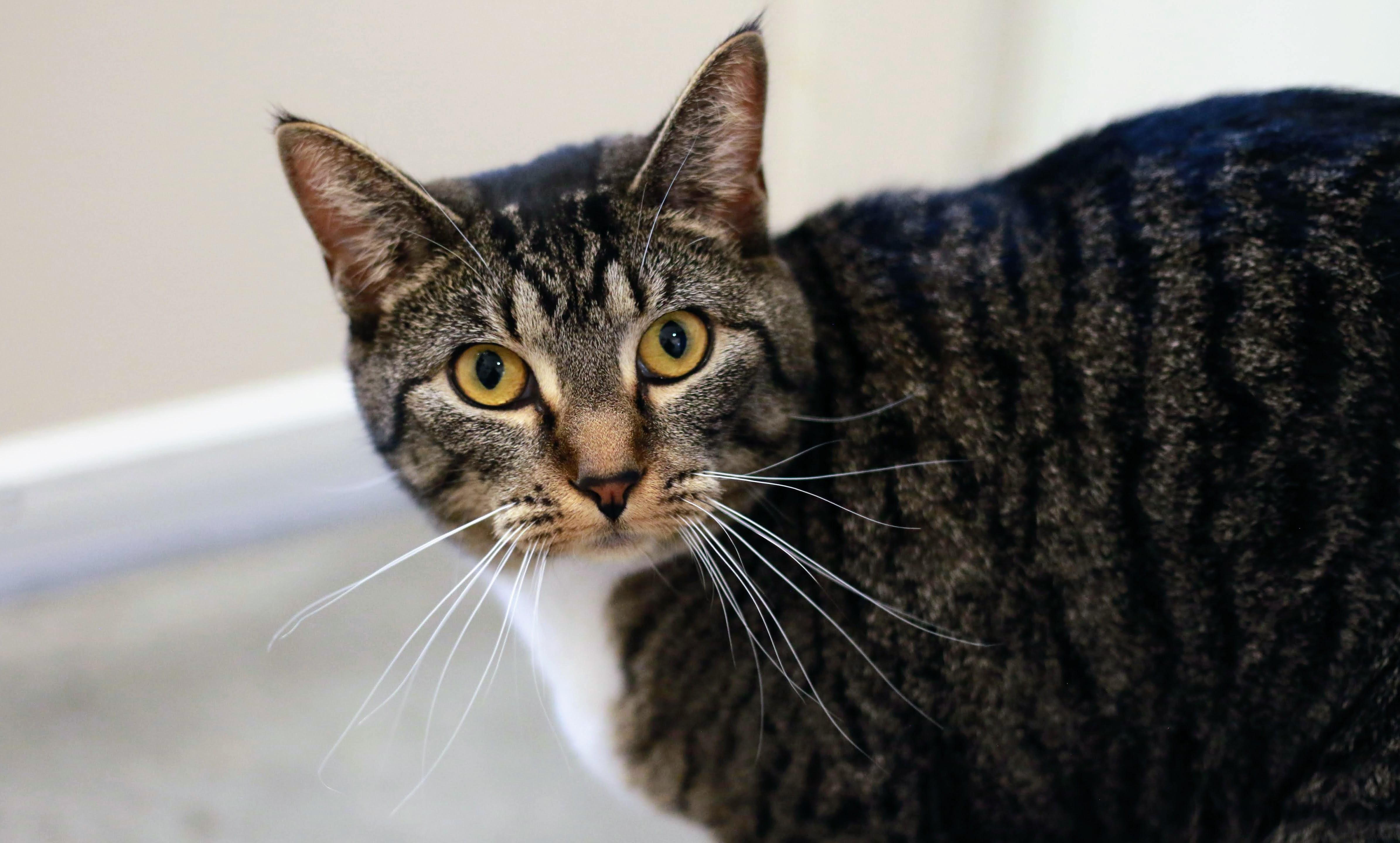Lynx, an adoptable Domestic Short Hair in Boise, ID, 83709 | Photo Image 2