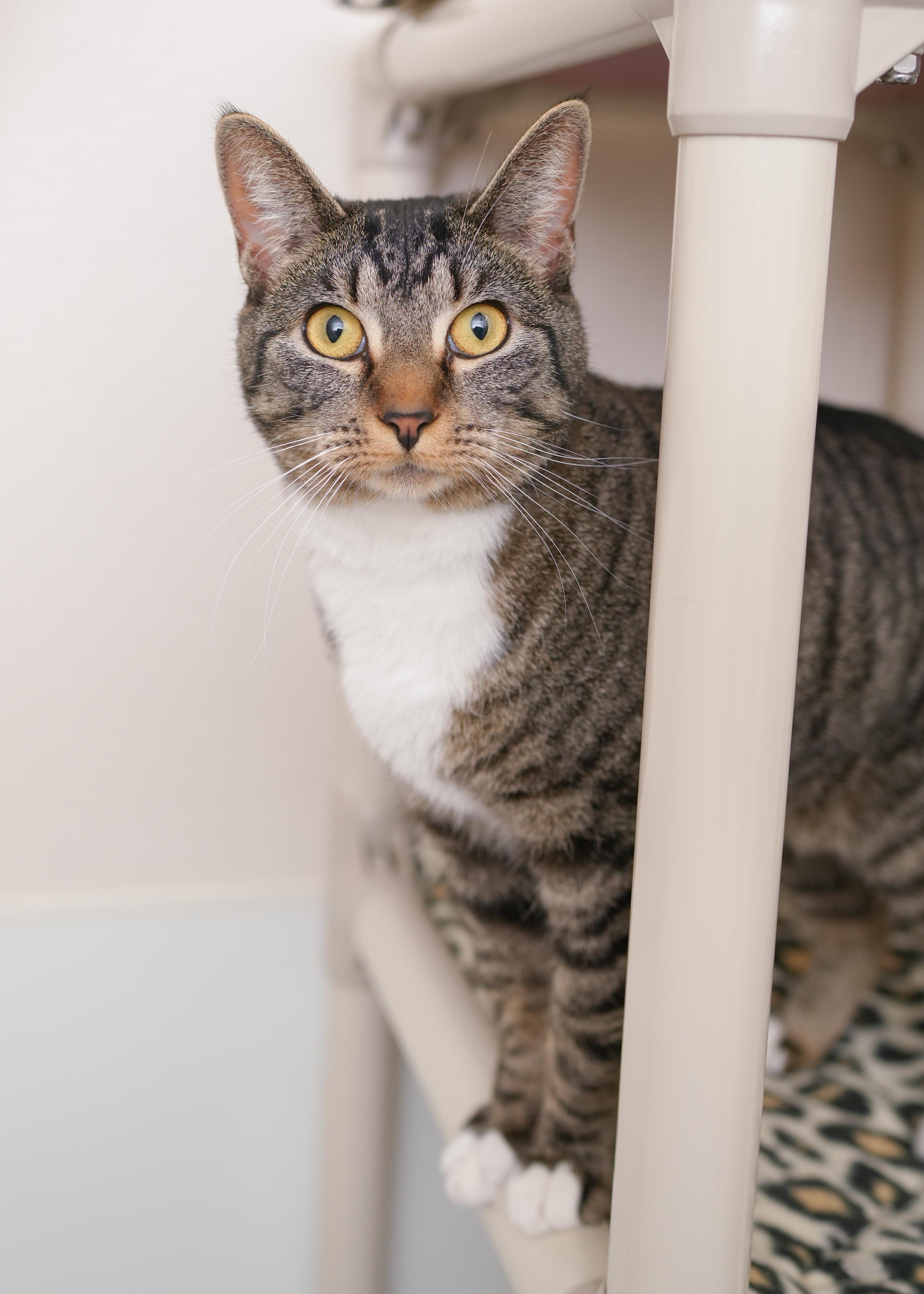 Lynx, a Adoptable Domestic Short Hair in Boise, ID image 1/3