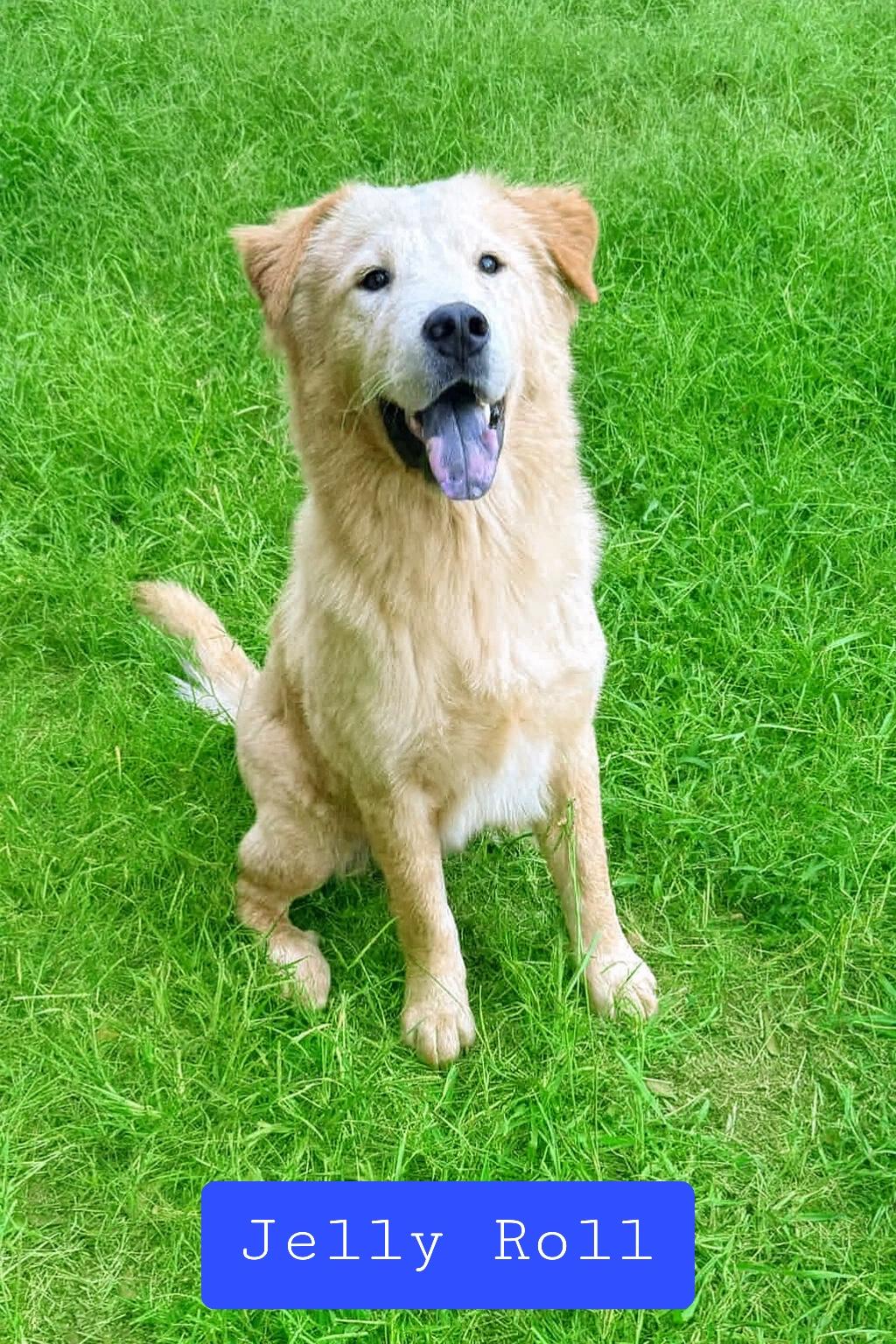 Enlarge Jelly Roll, an adopted mixed breed in Stockbridge, GA image 2/4