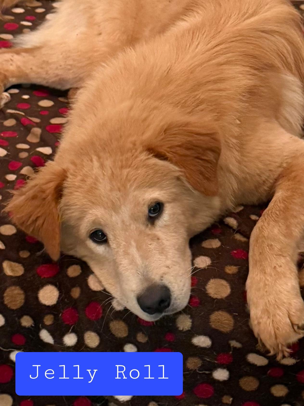 Jelly Roll, adopted, Young Male Golden Retriever & Black Labrador Retriever.