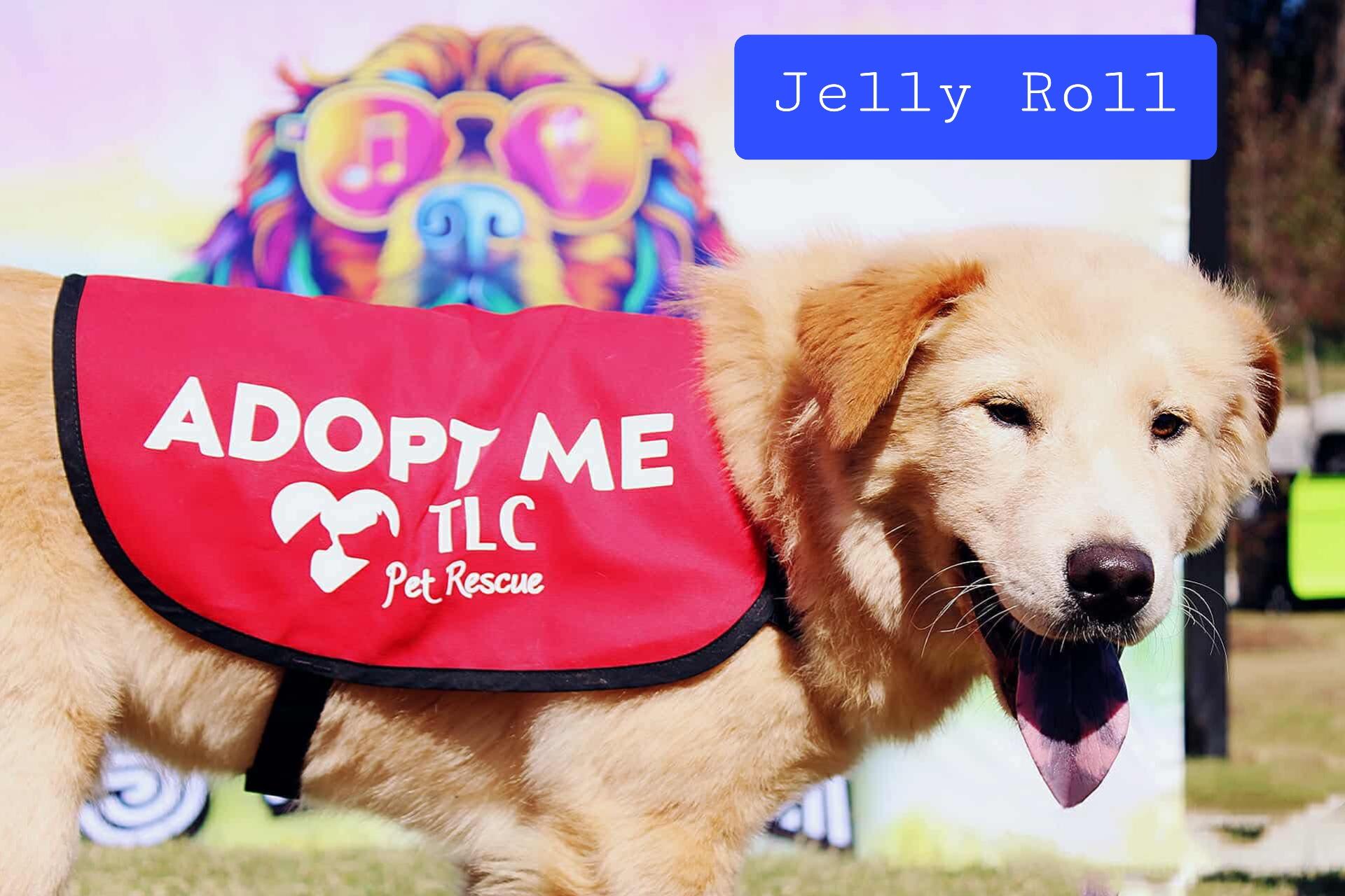 Enlarge Jelly Roll, an adopted mixed breed in Stockbridge, GA image 3/4