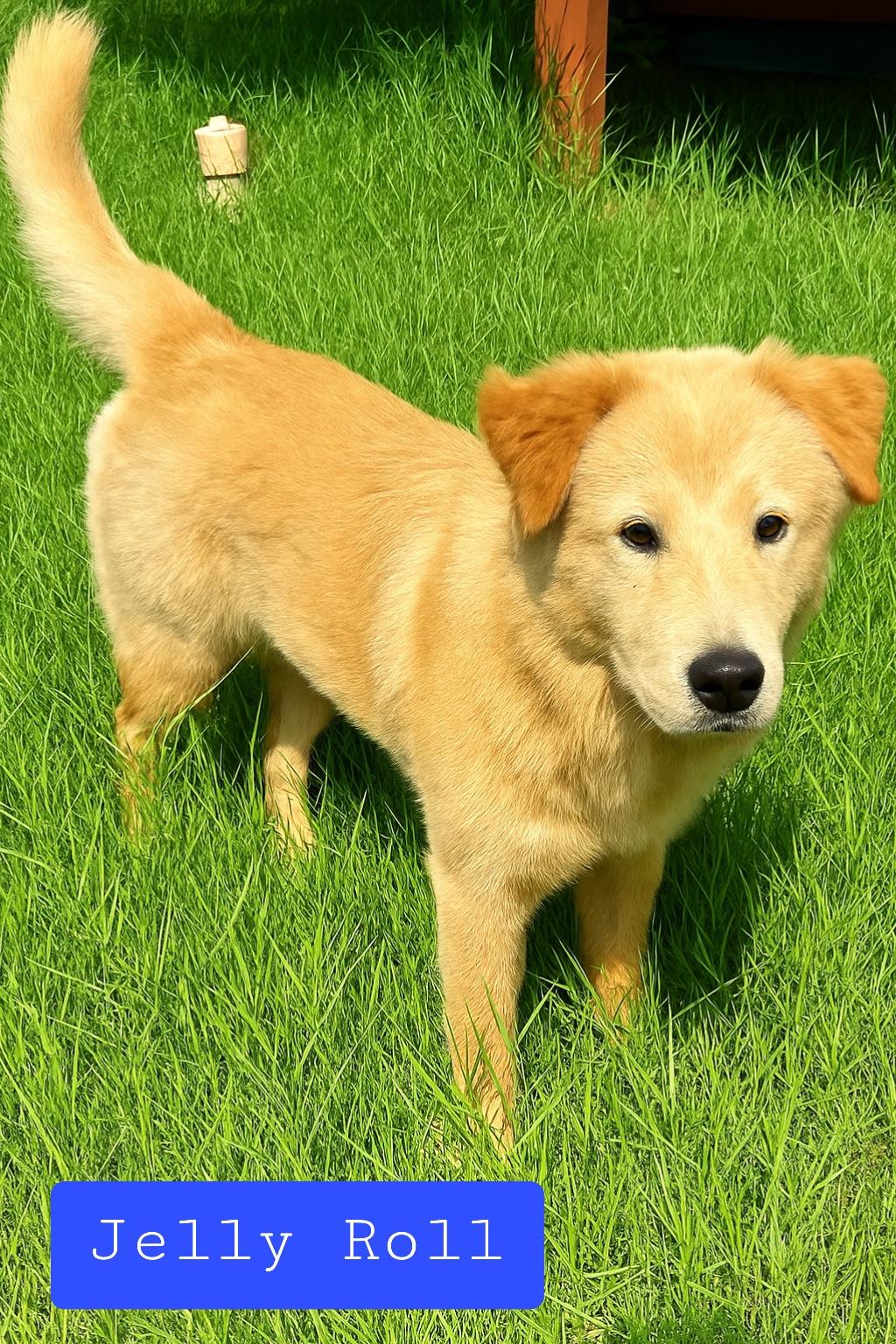 Enlarge Jelly Roll, an adopted mixed breed in Stockbridge, GA image 4/4