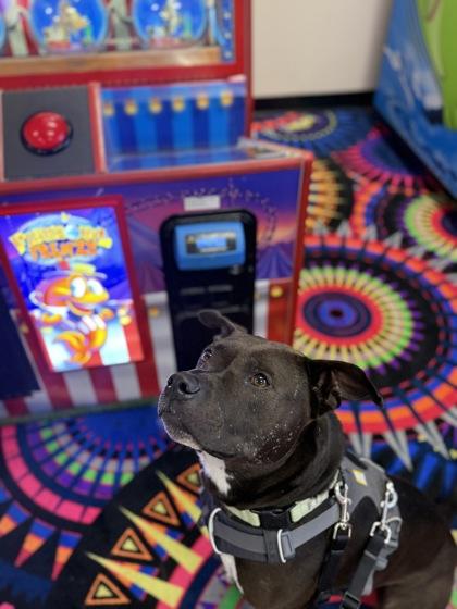 Enlarge Maddox, a Adoptable mixed breed in Harbor Springs, MI image 1/3