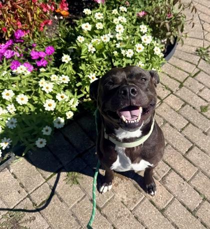 Enlarge Maddox, a Adoptable mixed breed in Harbor Springs, MI image 2/3