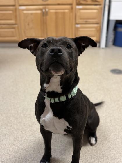 Enlarge Maddox, a Adoptable mixed breed in Harbor Springs, MI image 1/1