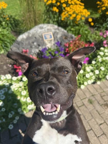 Enlarge Maddox, a Adoptable mixed breed in Harbor Springs, MI image 3/3