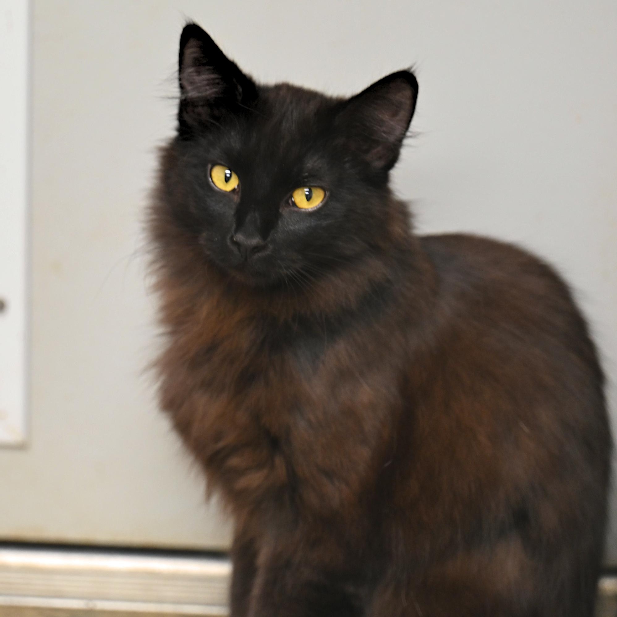 Enlarge Otto, an adopted Domestic Long Hair in Hot Springs, AR image 1/1