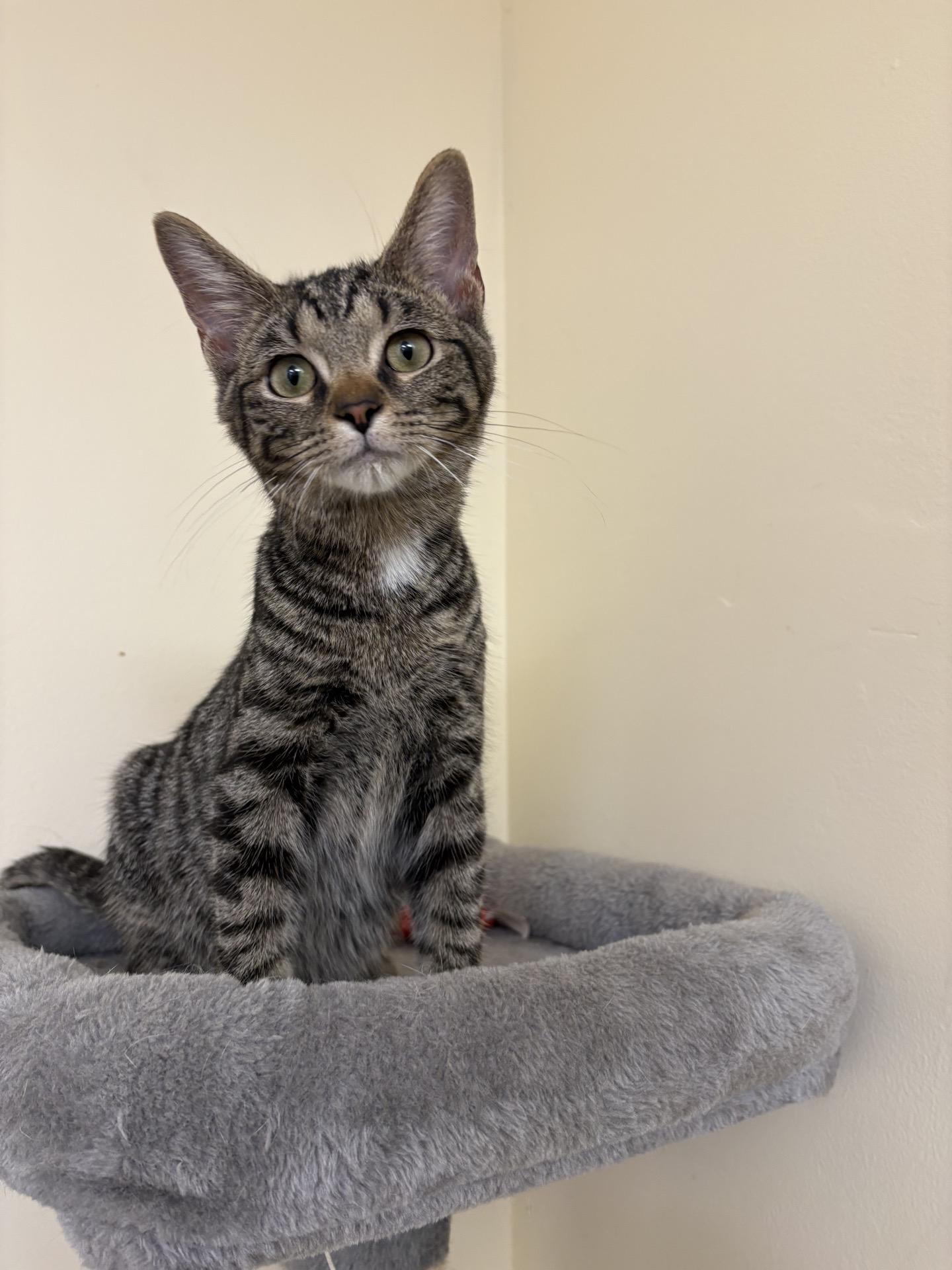 Enlarge John, a Adoptable Domestic Short Hair in Indianapolis, IN image 3/6
