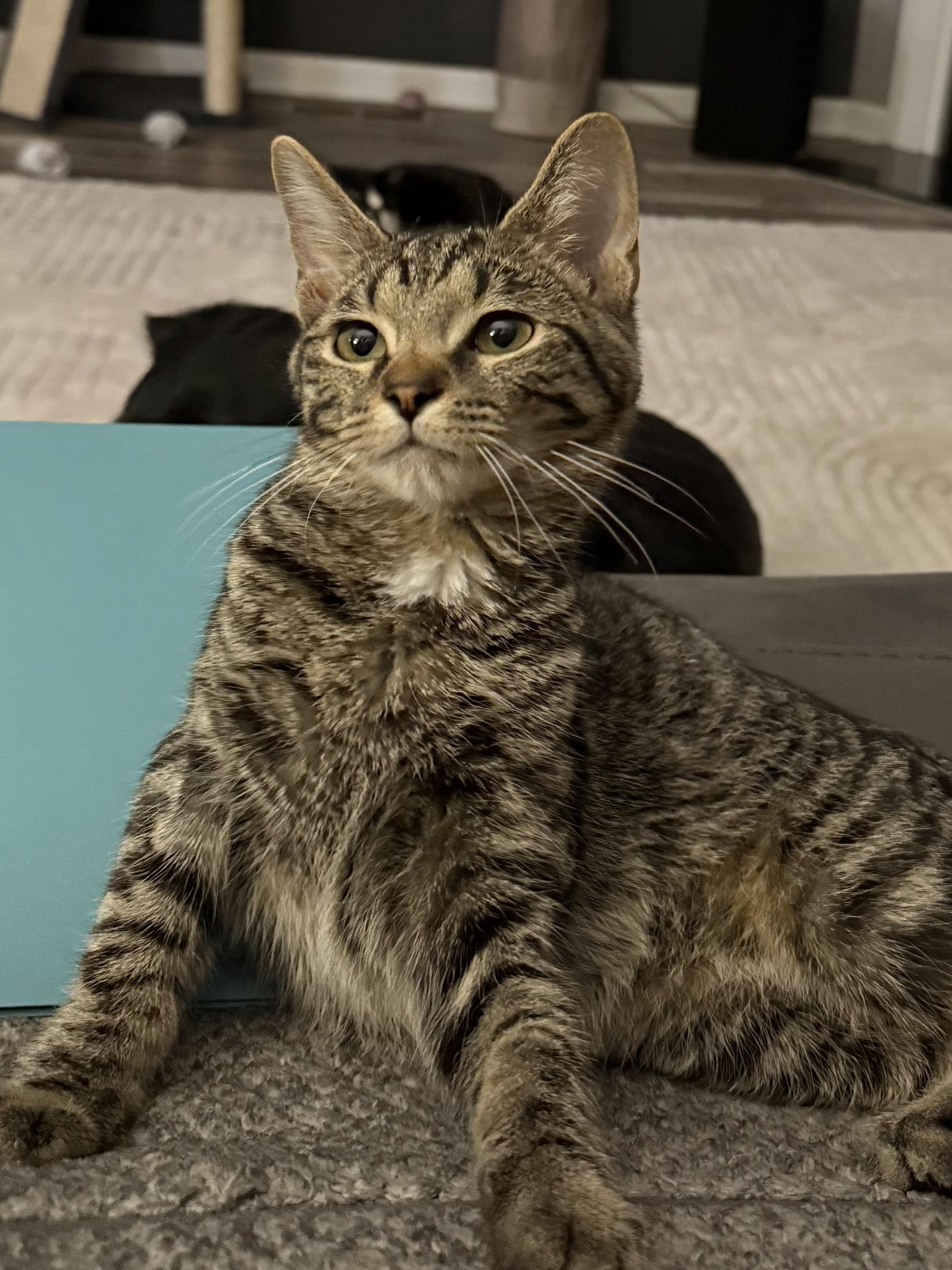 Enlarge John, a Adoptable Domestic Short Hair in Indianapolis, IN image 6/6