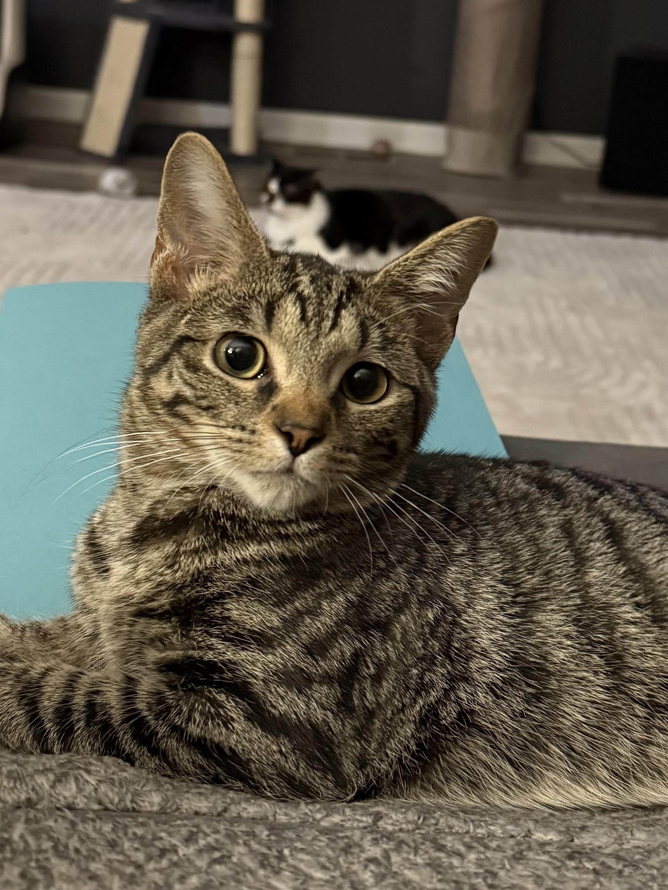 John, adoptable, Kitten Male Domestic Short Hair.