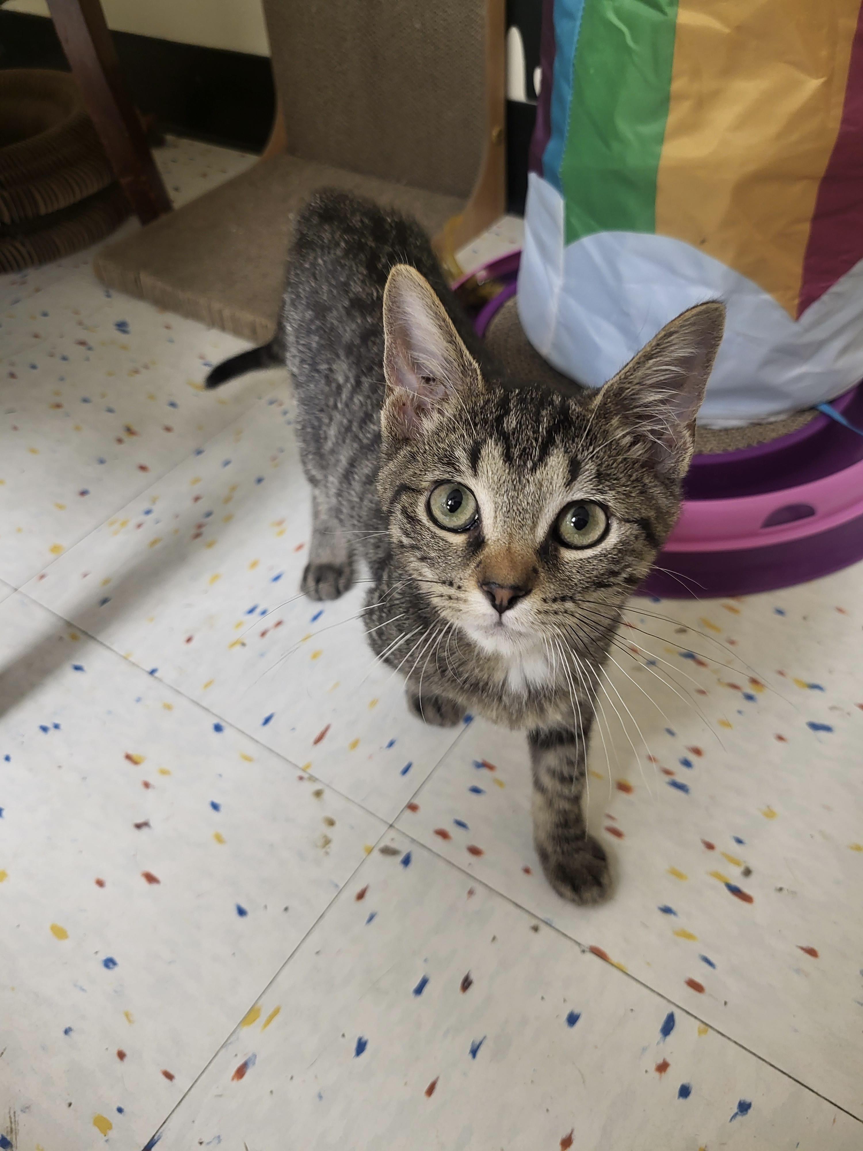 Enlarge John, a Adoptable Domestic Short Hair in Indianapolis, IN image 5/6
