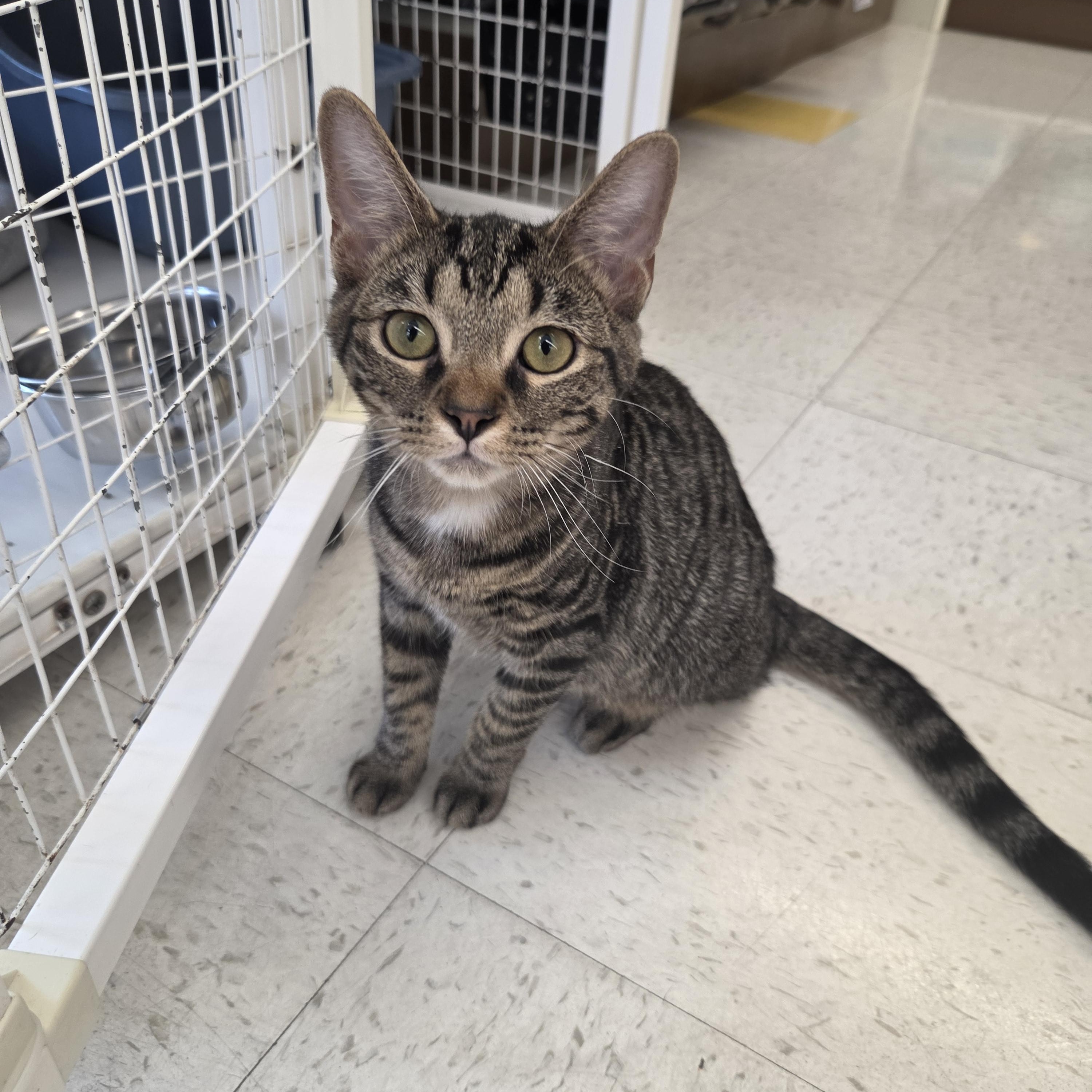 John, Adoptable, Kitten Male Domestic Short Hair.