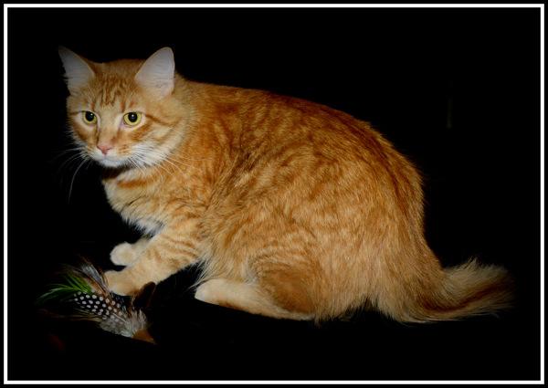 Mr. Happy, Adoptable, Senior Male Domestic Medium Hair.