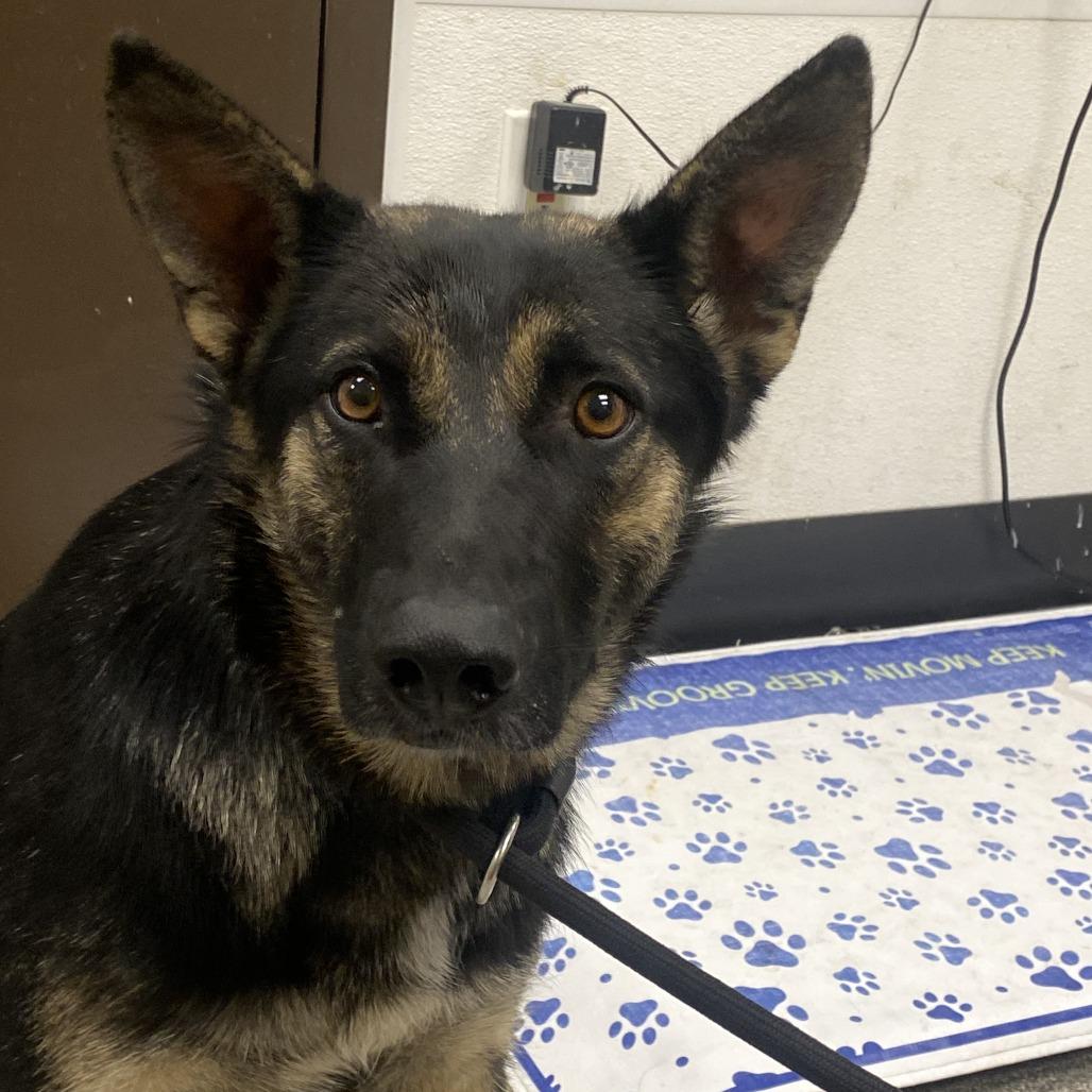 Shiva, Adoptable, Adult Female German Shepherd Dog.