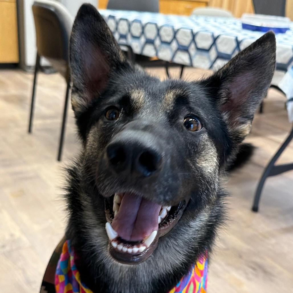 Shiva, Adoptable, Adult Female German Shepherd Dog.